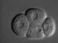 File:Functional-Dissection-of-Caenorhabditis-elegans-CLK-2TEL2-Cell-Cycle-Defects-during-Embryogenesis-pgen.1000451.s009.ogv