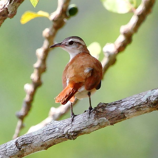 File:Furnarius minor - Lesser Hornero at Amazonas.JPG