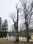 Tree of Gods at Krastowitz Castle