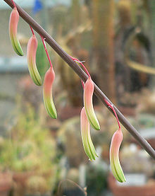 Gasteria pillansii flowers. Gasteria pillansii 1.jpg