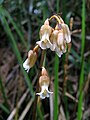 Gastrodia sesamoides