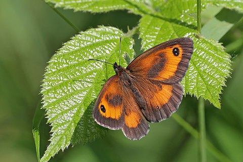 Gatekeeper butterfly (Pyronia tithonus) male