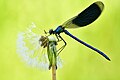 * Nomination Calopteryx splendens (male) --Stephan Sprinz 14:47, 27 June 2023 (UTC) * Promotion  Support Good quality. --Poco a poco 20:20, 27 June 2023 (UTC)