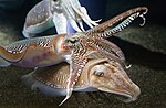 Georgia Aquarium - Cuttlefish Jan 2006.jpg