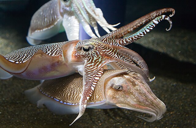 Two cuttlefish interacting at the Georgia Aquarium.