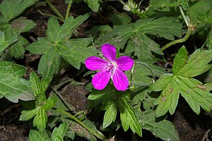 Marsh cranesbill (Geranium palustre)