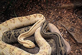 Opis obrazu Gfp-northern-neotropical-rattlesnake.jpg.