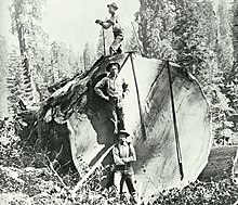 Long augers created holes for black powder used to blast logs into manageable sizes. (AI-enhanced photograph) Giant Sequoia Augers.jpg