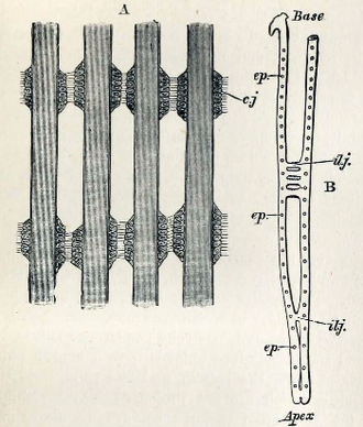 Four filaments of the gills of the blue mussel (Mytilus edulis) a) part of four filaments showing ciliated interfilamentar junctions (cj) b) diagram of a single filament showing the two lamellae connected at intervals by interlamellar junctions (ilj) and the position of the ciliated interfilamentar junctions (cp) Gills of Mytilus edulis 001.png