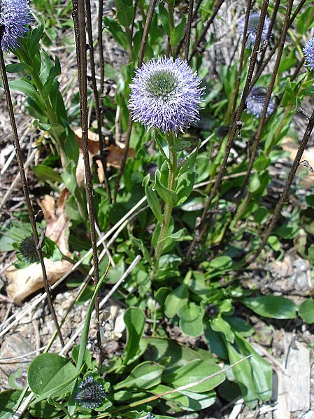 File:Globularia vulgaris01.jpg