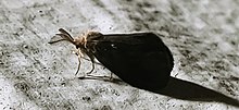 Glover s Bagworm Moth.jpg