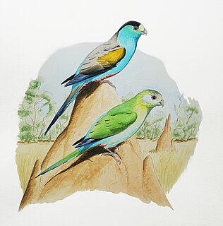 Golden-shouldered parrot