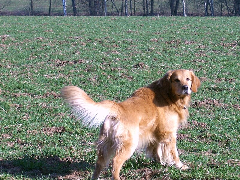 File:Golden Retriever 2 (Barras).JPG