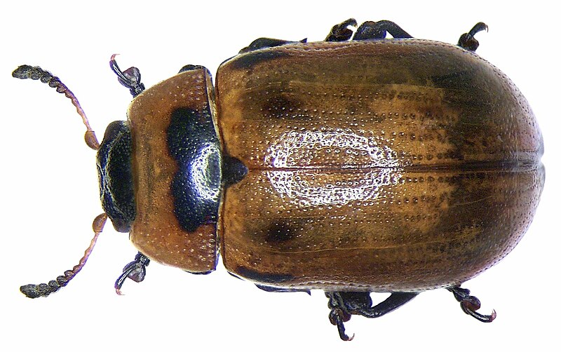 File:Gonioctena viminalis1.jpg