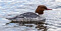 * Nomination Red-breasted merganser, Lake Windermere, England --Podzemnik 07:28, 23 January 2019 (UTC) * Promotion  Support Good quality. --Ermell 07:49, 23 January 2019 (UTC)