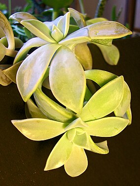 Easy to grow succulent house plant from my collection. Can be kept outside when weather is mild.
