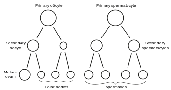 Scheme showing analogies in the process of maturation of the ovum and the development of the spermatids (young spermatozoa). Gray's 7 (ovum maturation).svg