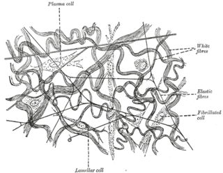 Elastic fiber An extracellular matrix part that consists of an insoluble core of polymerized tropoelastin monomers and a surrounding mantle of microfibrils. Elastic fibers provide elasticity and recoiling to tissues and organs, and maintain structural integrity ag