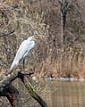 * Nomination Great egret in Prospect Park --Rhododendrites 21:08, 15 April 2022 (UTC) * Promotion  Support Good quality. --Steindy 21:47, 15 April 2022 (UTC)