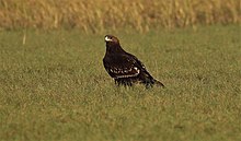 A characteristic young greater spotted eagle, showing its dark colouring and extensive white wing markings. Greater Spotted Eagle on the Ground.jpg