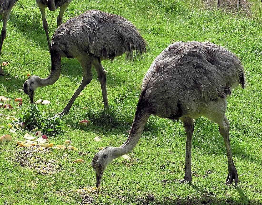 Rhea (bird)