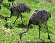 Stornandu, Rhea americana, Foto: Adrian Pingstone