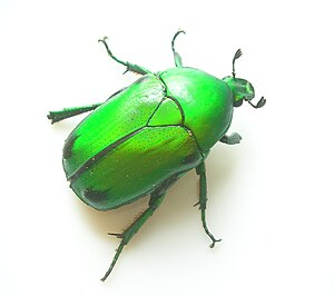 GreenScarabeidBangalore1.jpg