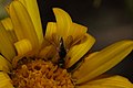 Grindelia integrifolia