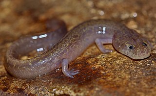 <span class="mw-page-title-main">Northern grotto salamander</span> Species of salamander