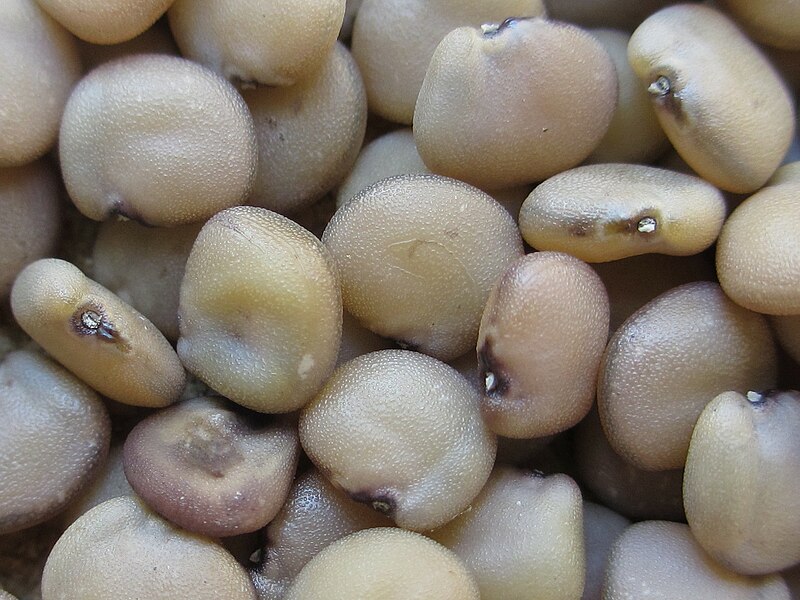 File:Guar seeds (7856427394).jpg