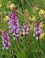 * Nomination 4 inflorescences of fragrant orchid (Gymnadenia conopsea) --Robert Flogaus-Faust 12:18, 29 February 2020 (UTC) * Promotion Good quality -- Spurzem 13:02, 29 February 2020 (UTC)