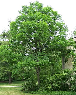 <span class="mw-page-title-main">Kentucky coffeetree</span> Species of plant