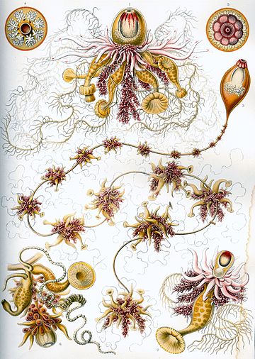 File:Haeckel Siphonophorae 7.jpg