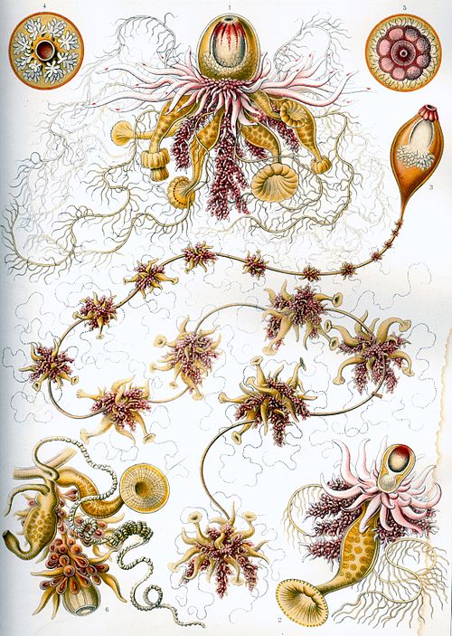 Hydrozoa