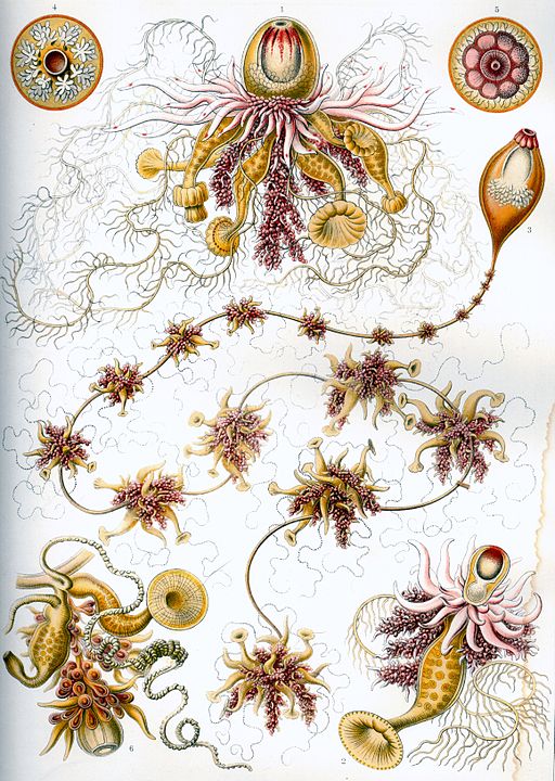 Haeckel Siphonophorae 7.jpg