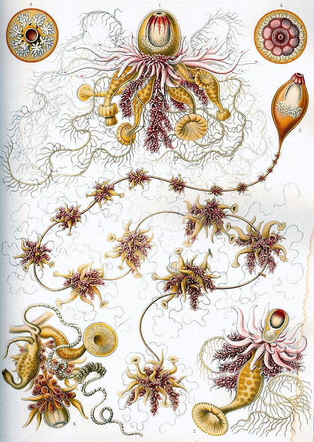 Haeckel Siphonophorae 7.jpg