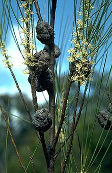 Hakea dohertyi (2) .jpg