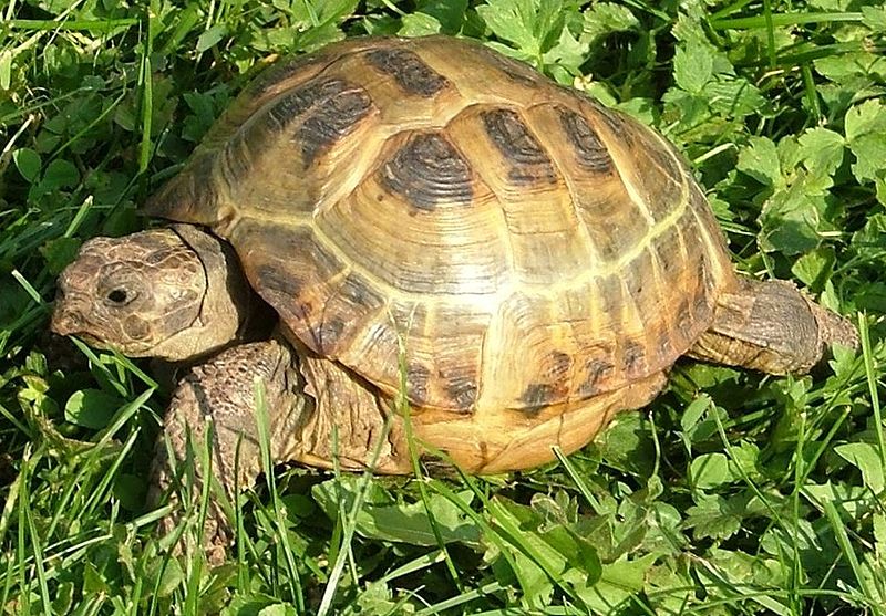 Żółw stepowy