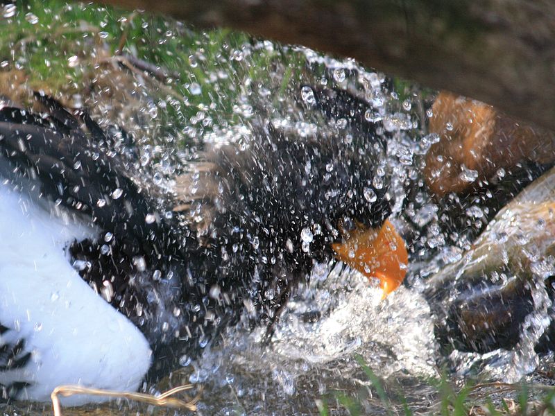 File:Haliaeetus pelagicus, ZOO Praha 922.jpg