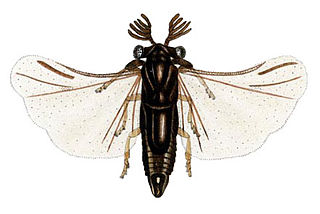 <span class="mw-page-title-main">Strepsiptera</span> Order of insects