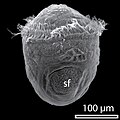 July 9: SEM image of trochophore of Haliotis asinina 9 hours post fertilisation.