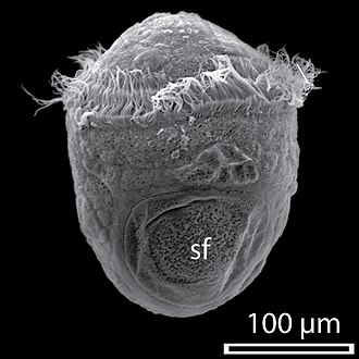 A 9-hour-old trochophore of Haliotis asinina
sf - shell field Haliotis asinina trochophore.jpg