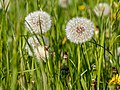 * Nomination Dandelions in a meadow in the bird sanctuary “Heubachniederung, Lavesumer Bruch and Borkenberge” near Sythen, Haltern am See, North Rhine-Westphalia, Germany --XRay 03:43, 11 June 2020 (UTC) * Promotion  Support Good quality -- Johann Jaritz 04:08, 11 June 2020 (UTC)