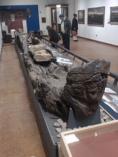 Museum display of an old log boat