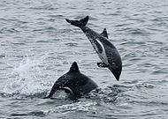 Heaviside's dolphins leaping in Walvis Bay