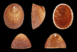 Helcion pectunculus (Prickly Limpet), Shell