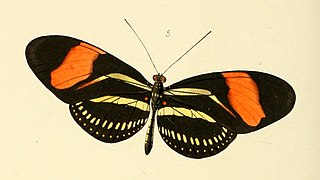 <i>Heliconius hermathena</i> Species of butterfly