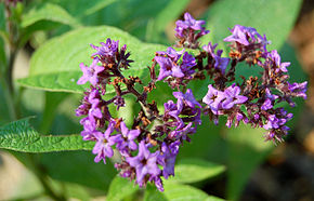 Descripción de la imagen Heliotropium arborescens 'Mini Marine' Heliotrope Flower 2500px.jpg.