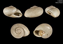 Helix auricoma (MNHN-IM-2000-1825) 001.jpeg