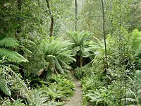 Ferns in Hellyer Gorge, to the northeast of Savage River National Park.